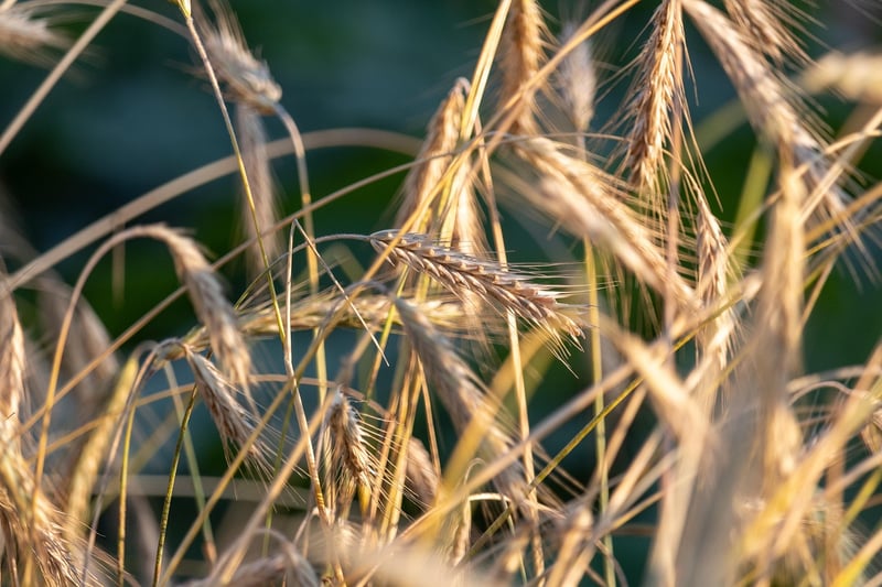 Organic Harvest